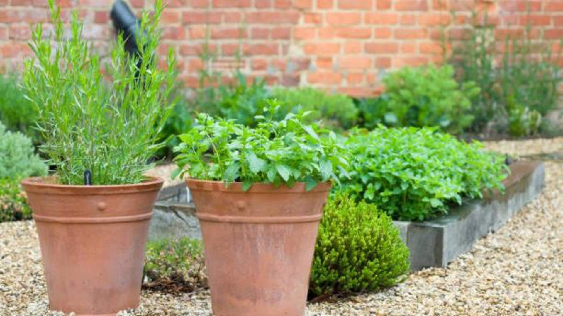 French tarragon: Tips to grow this herb 