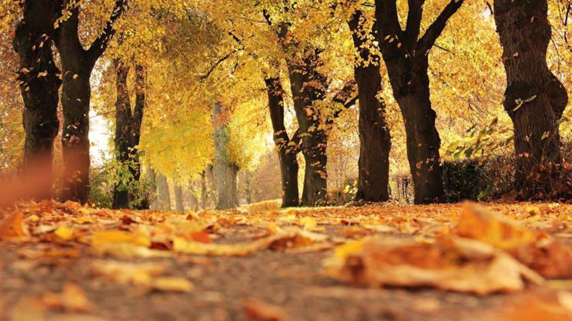 A beginner's guide to forest bathing A beginner's guide to forest bathing
