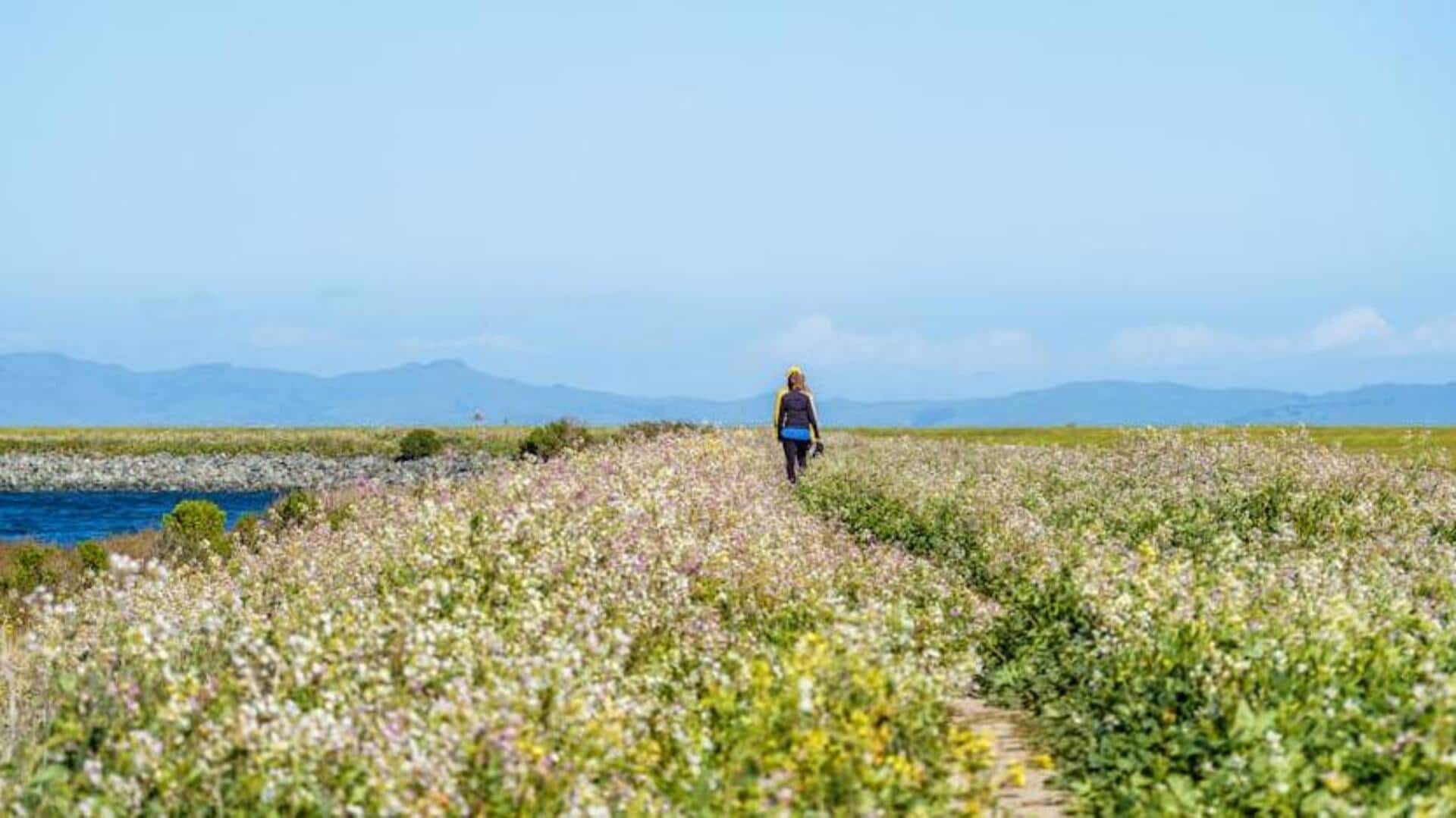 A comprehensive guide to planning and enjoying wildflower walks