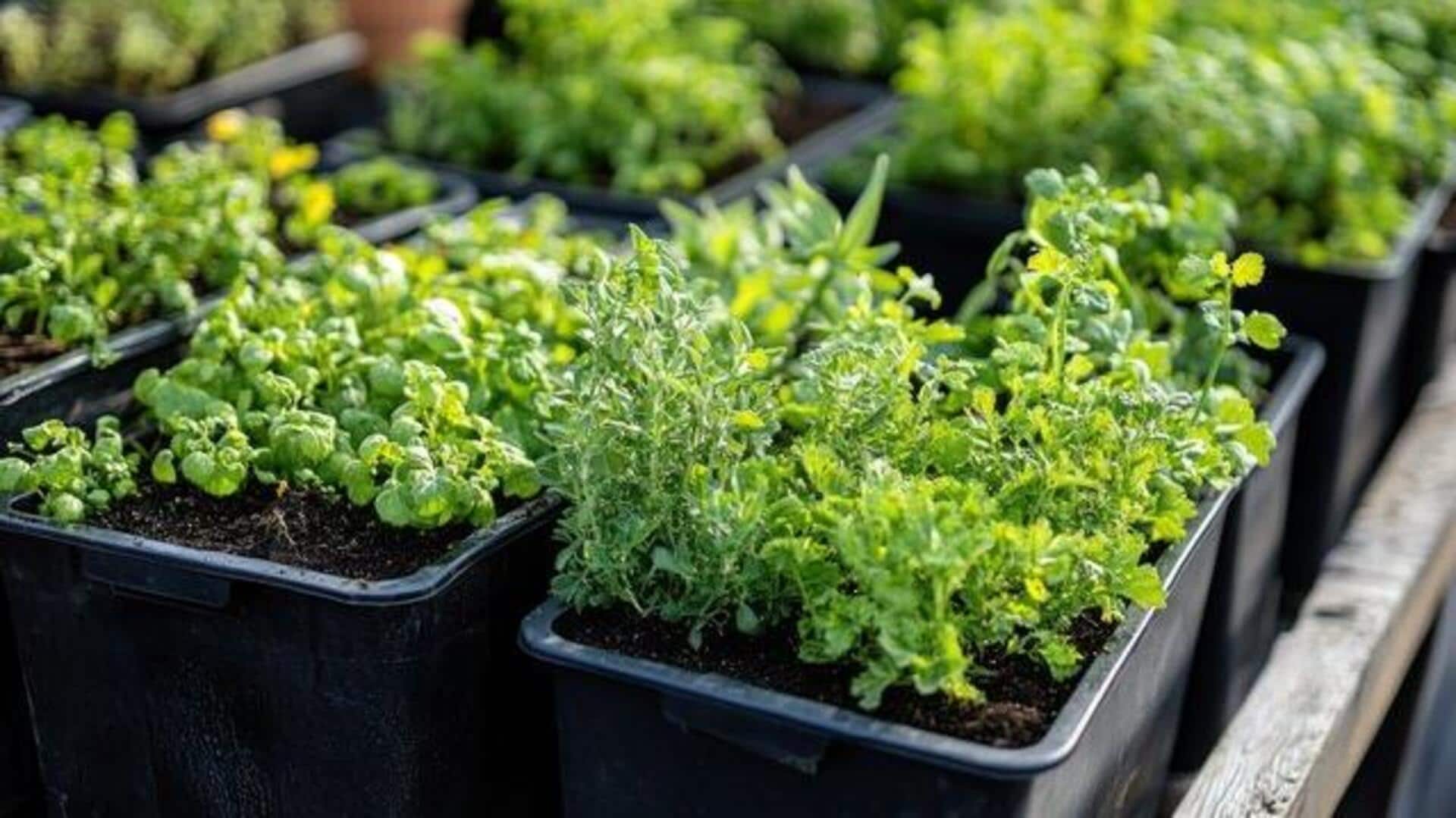 Indoor gardening 101: How to grow parsley 