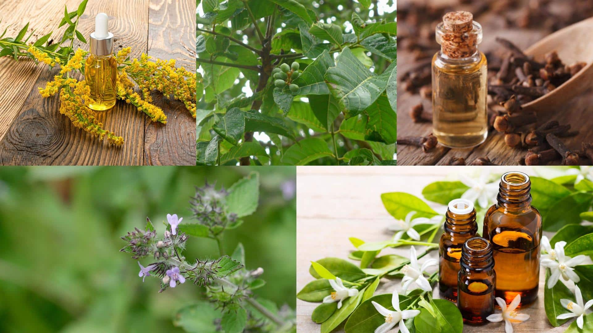 We bet you have never heard of these essential oils