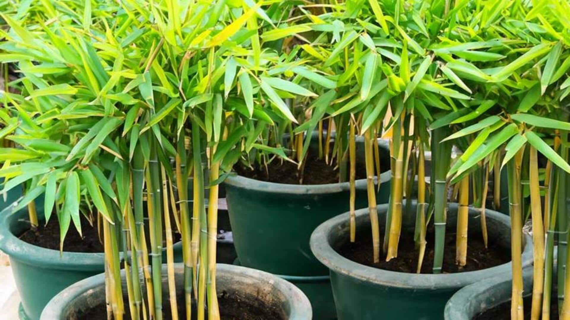 Home decor 101: How to use bamboo plants
