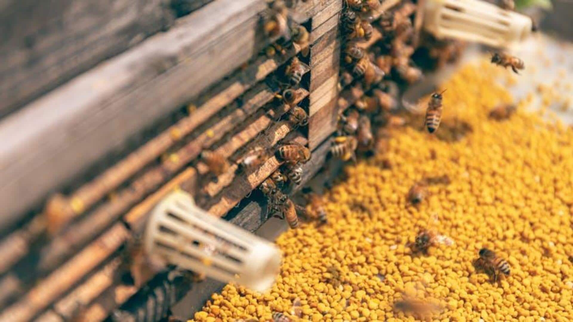 Exploring Africa's beekeeping heritage