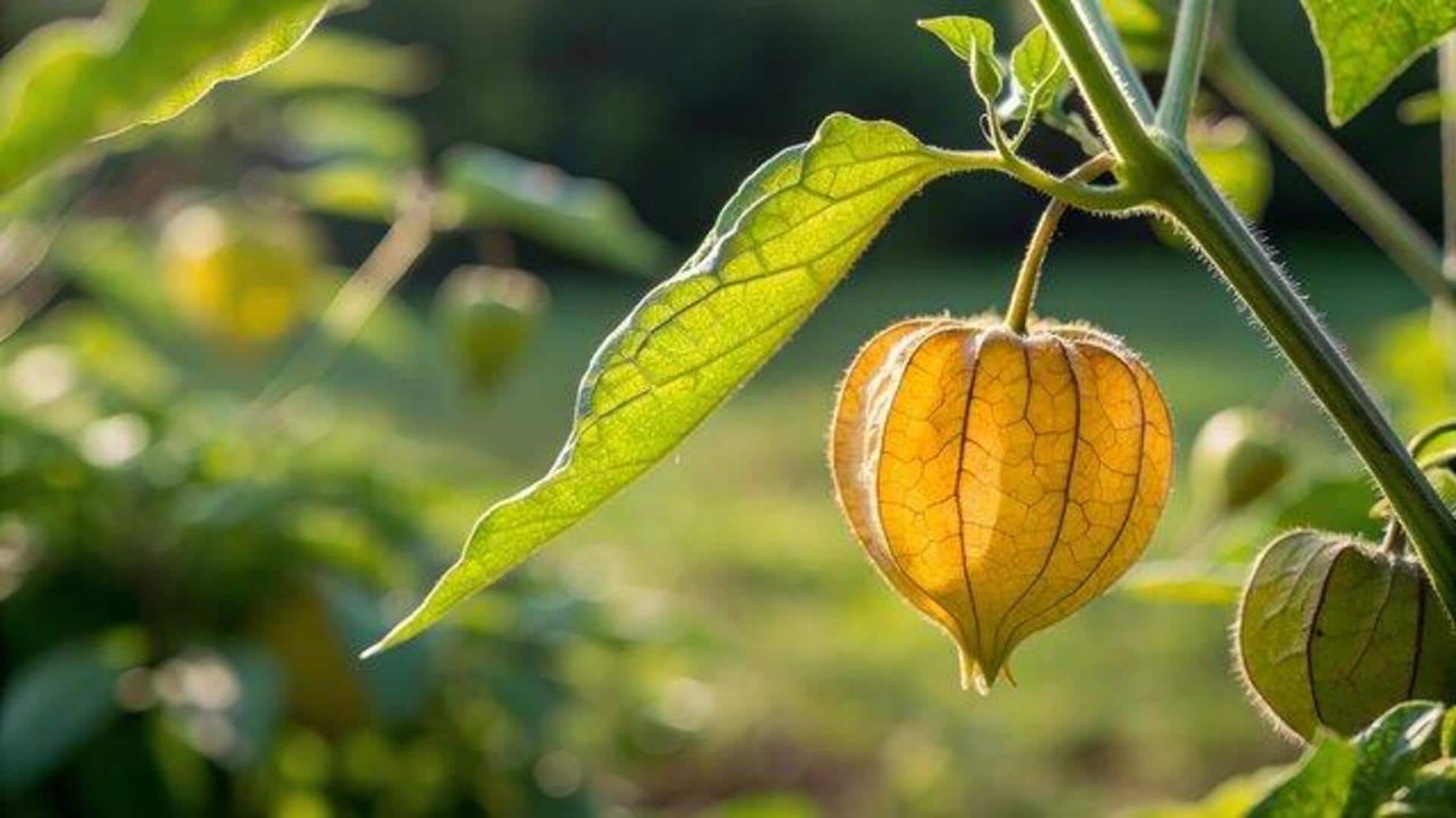 How to care for cape gooseberry plant