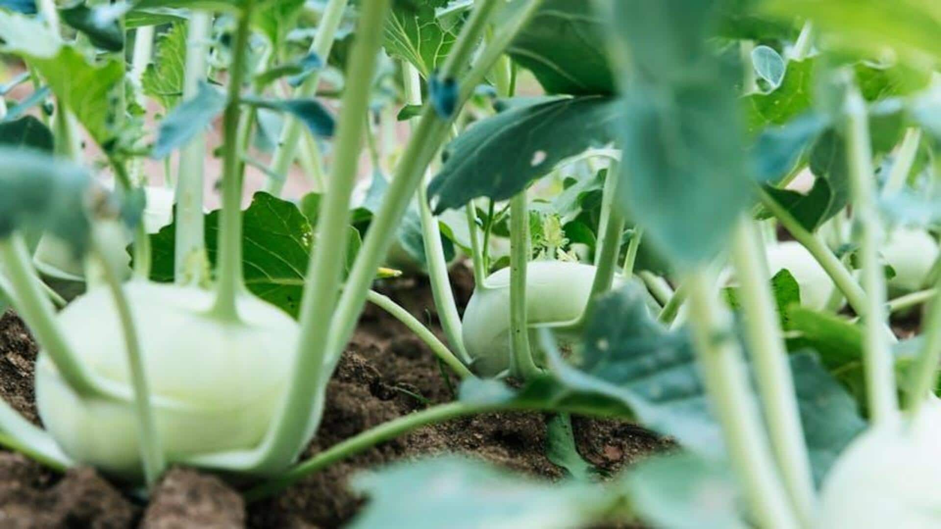 How to grow vegetables at home