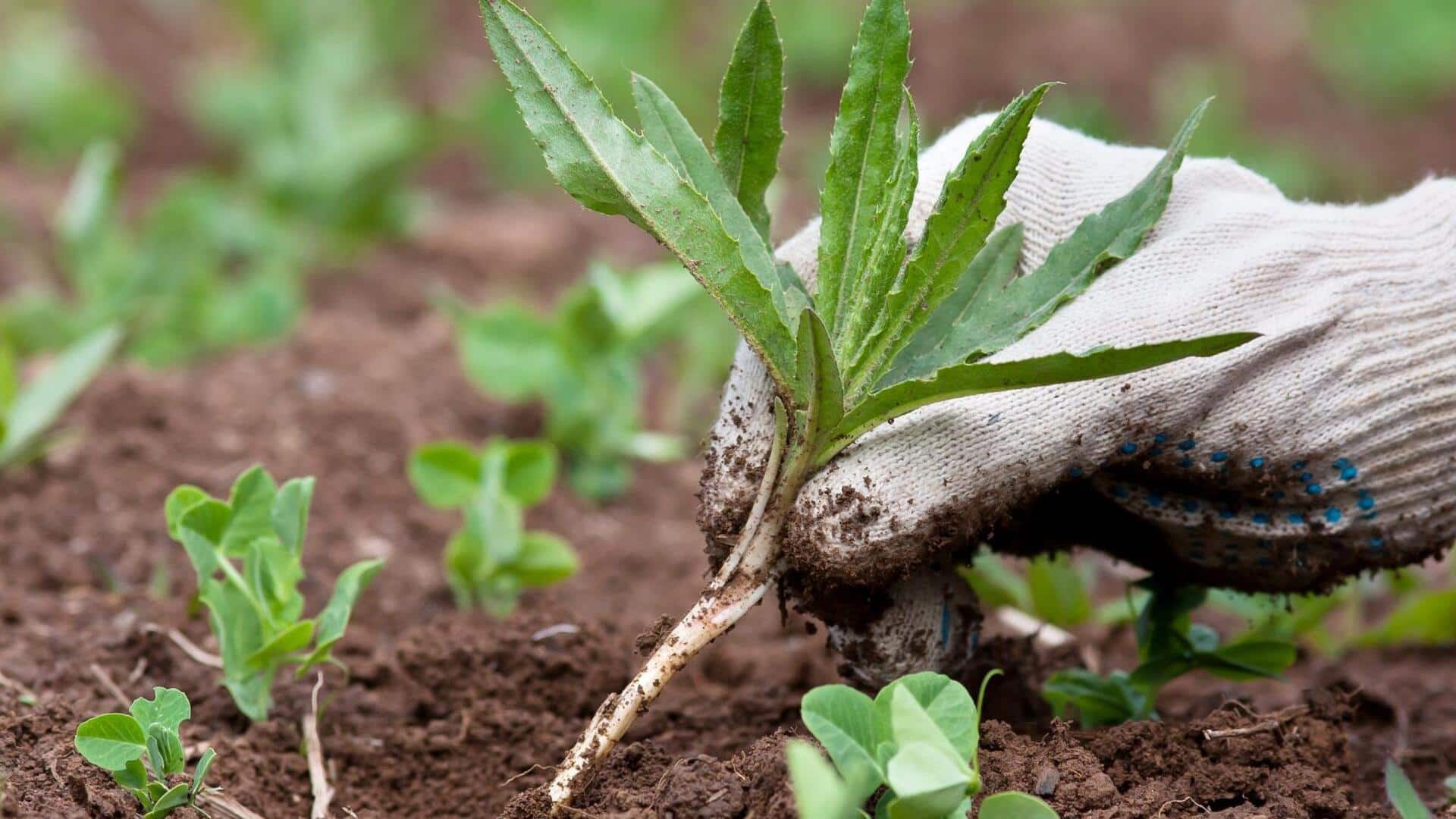 New to gardening? AI apps can guide you