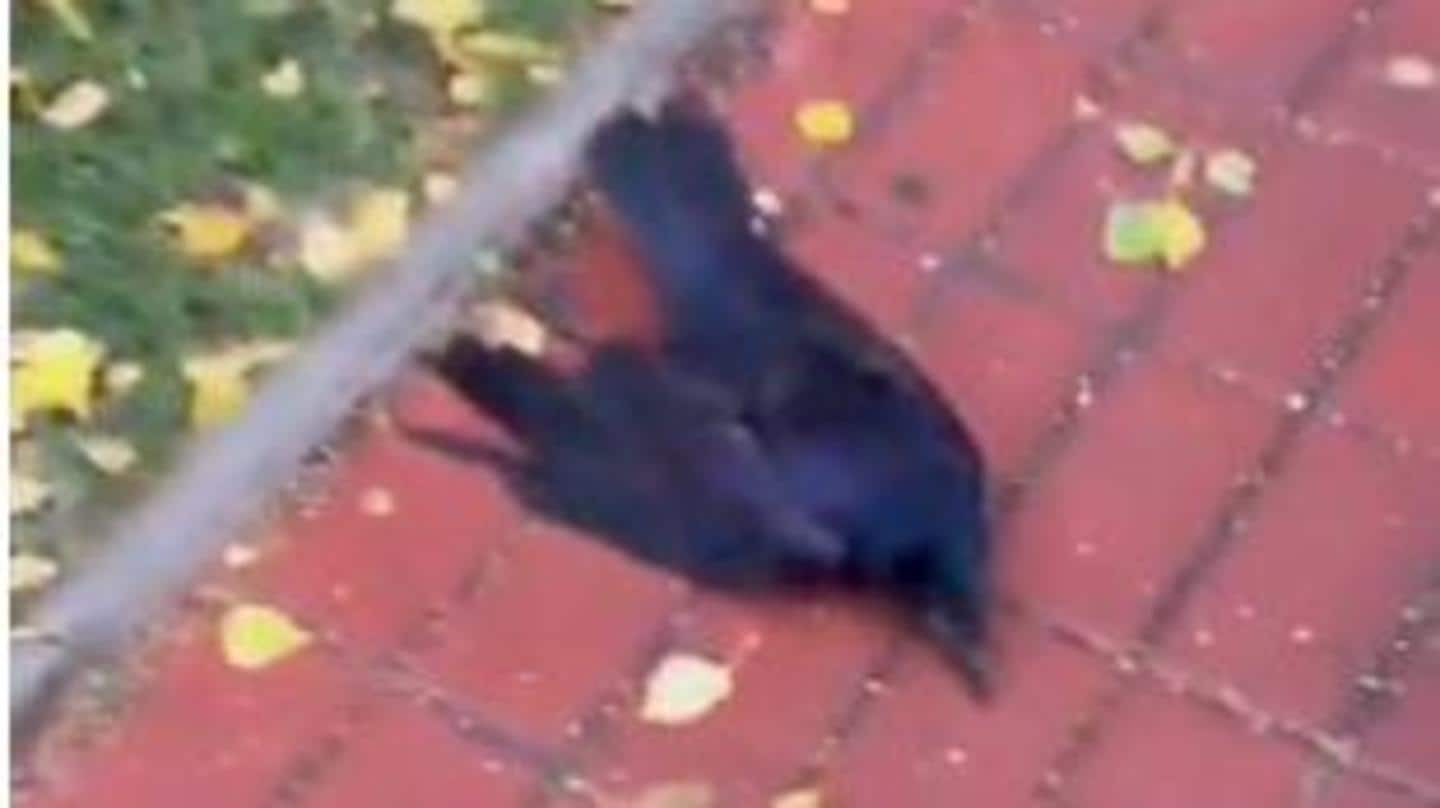 Ravens may have consumed pesticides, says ornithologist Ravens may have consumed pesticides, says ornithologist