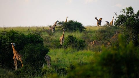 Exploring the must-visit natural wonders of Nigeria