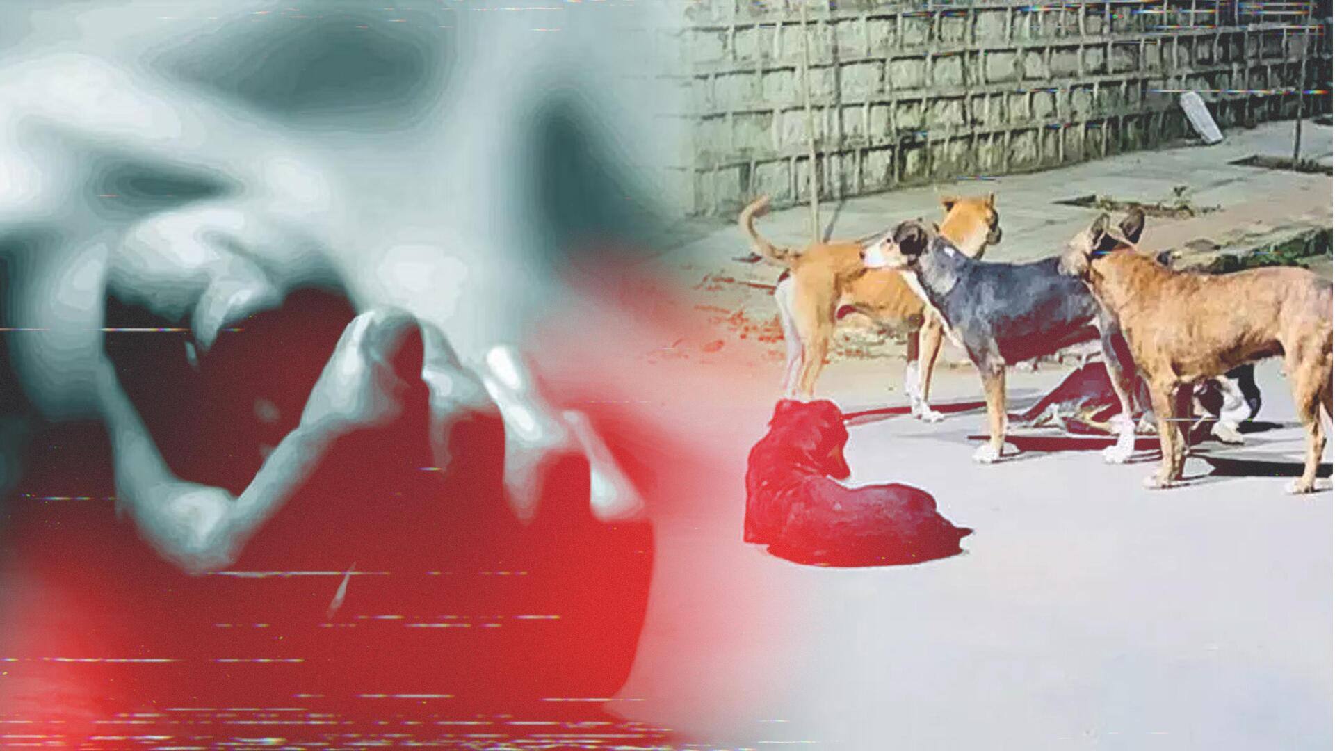 Ghaziabad boy dies of rabies months after hiding dog bite