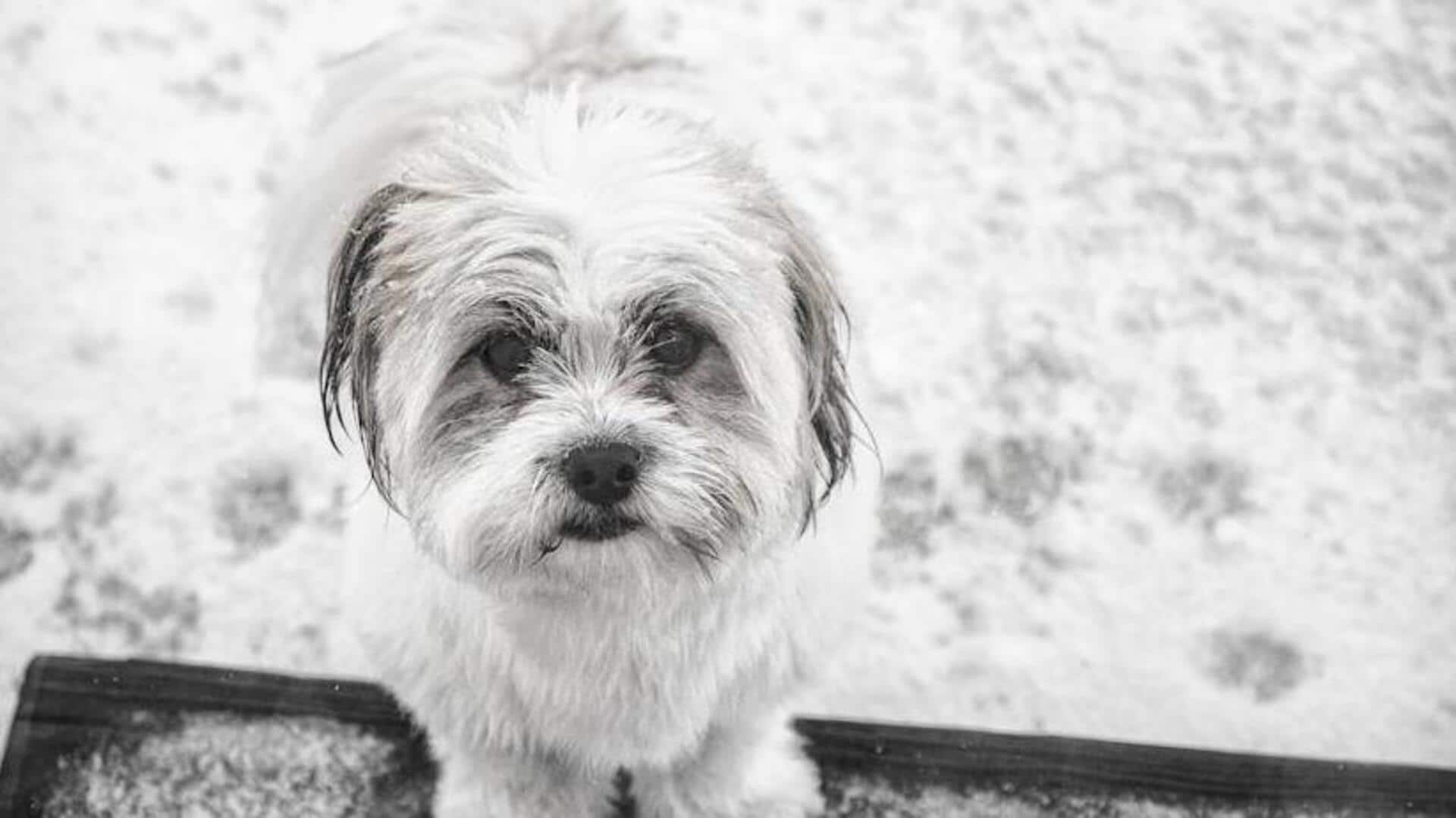 Havanese coat care essentials