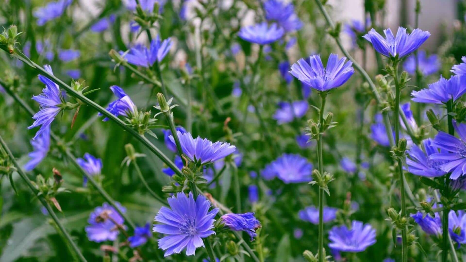 How to grow chicory at home How to grow chicory at home
