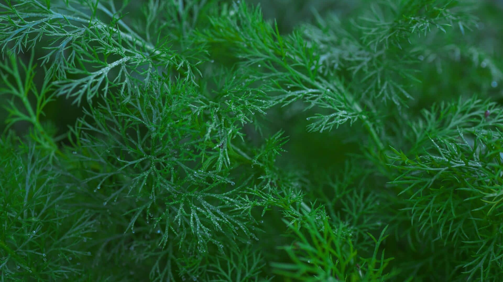 How to grow fennel indoors