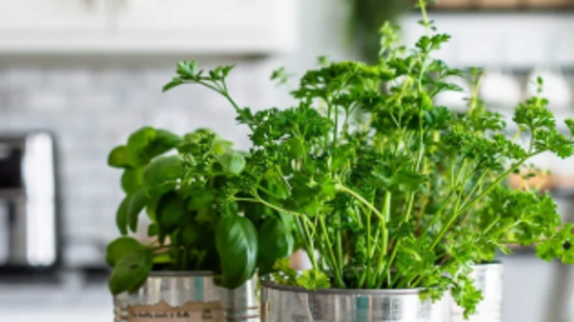 Growing flavorful parsley in recycled tin cans