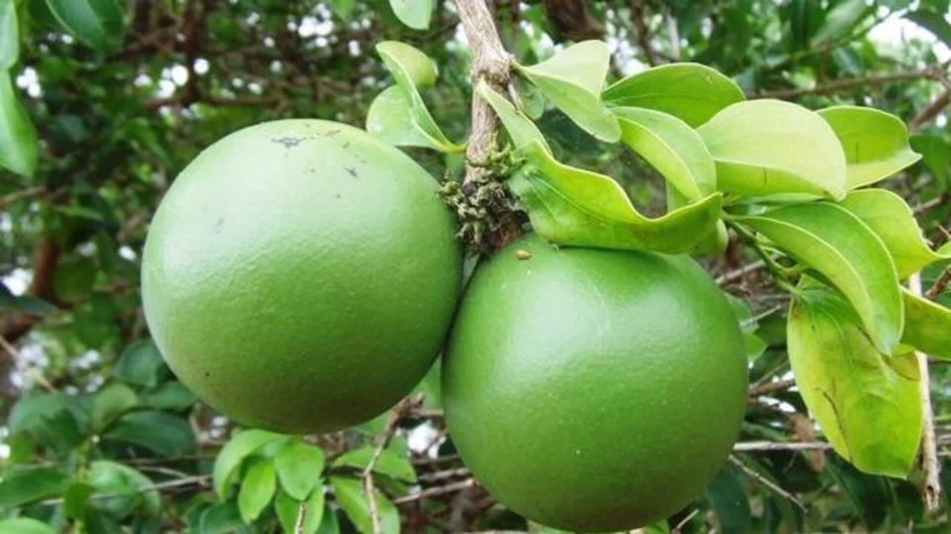 Monkey-orange: Nutrition, uses, and more Monkey-orange: Nutrition, uses, and more