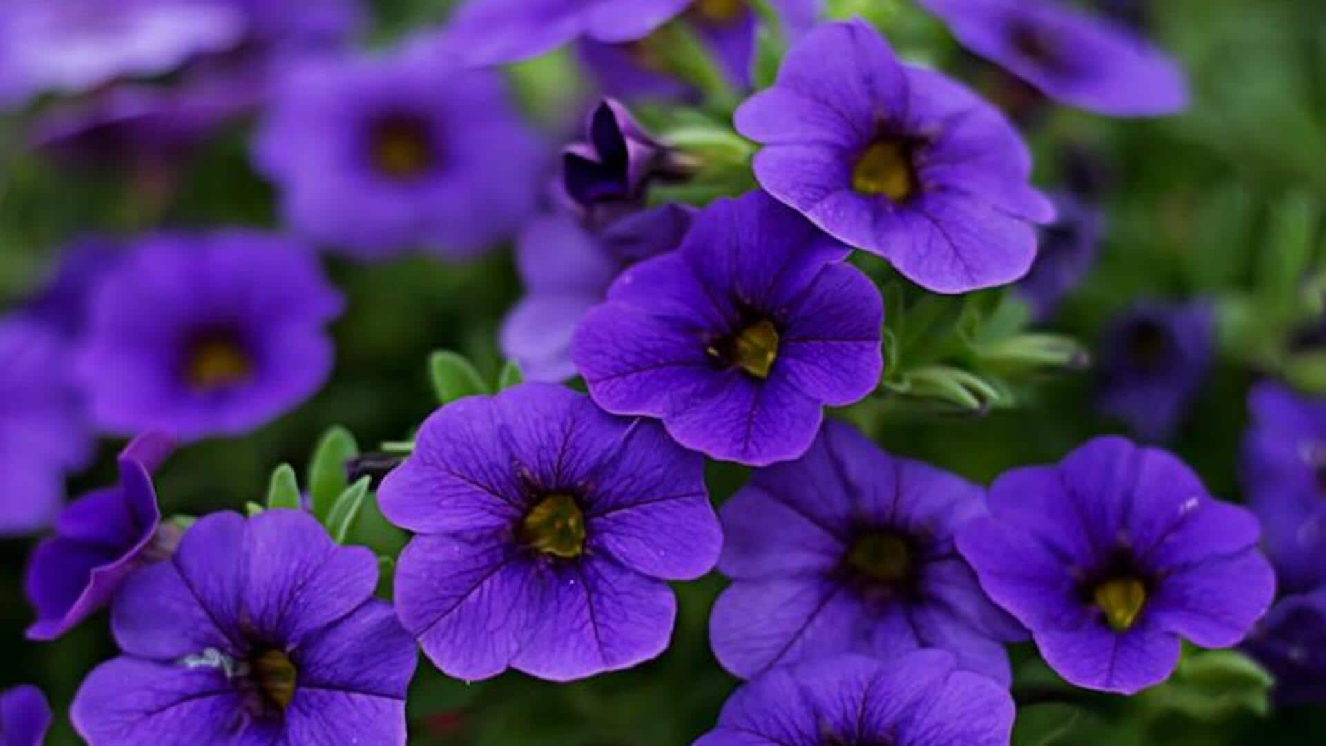 Perfectly pruned petunias: 5 flower flourishing secrets