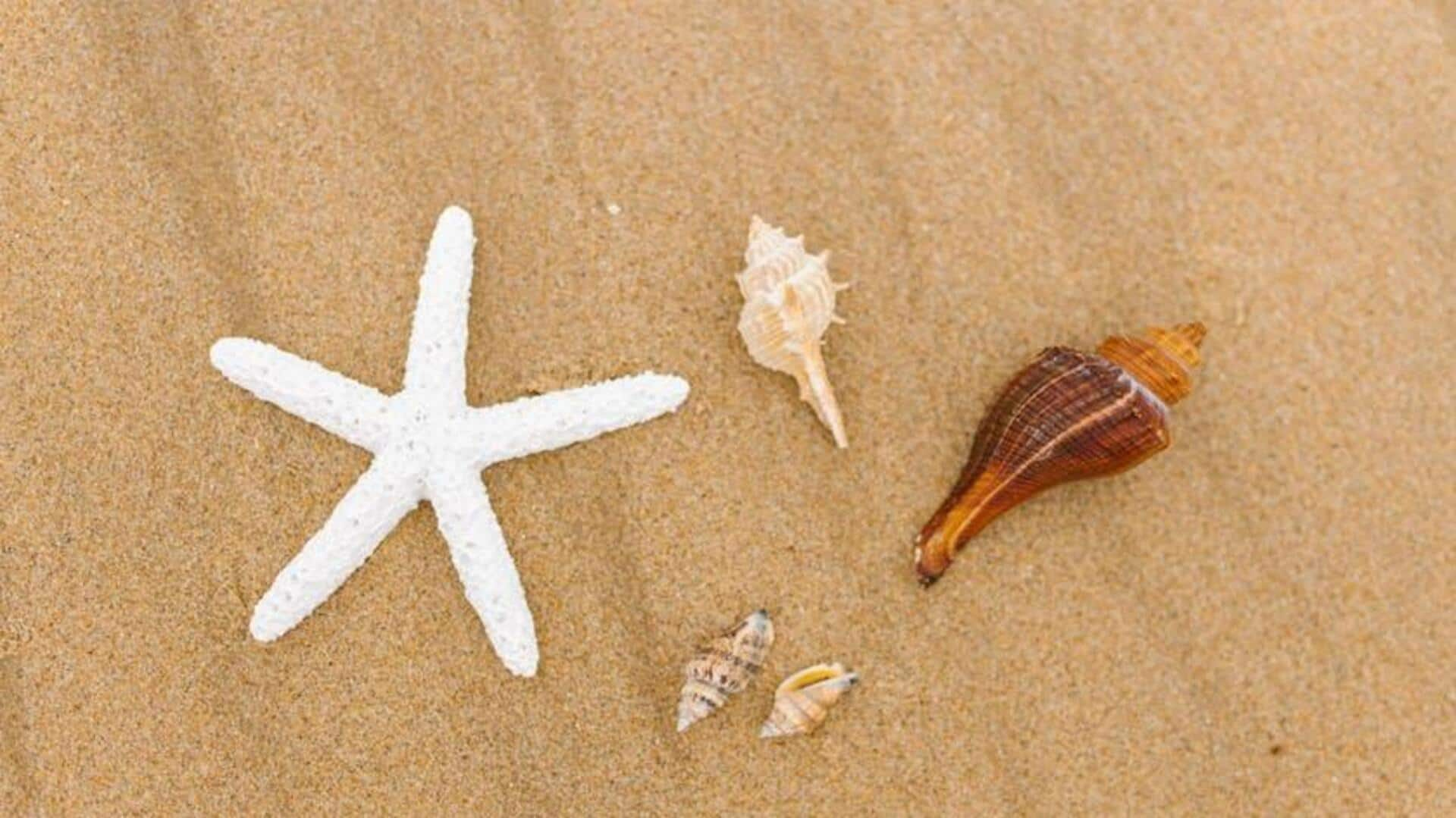 Sunrise seashell scavenger hunts: Oceanic discovery mornings