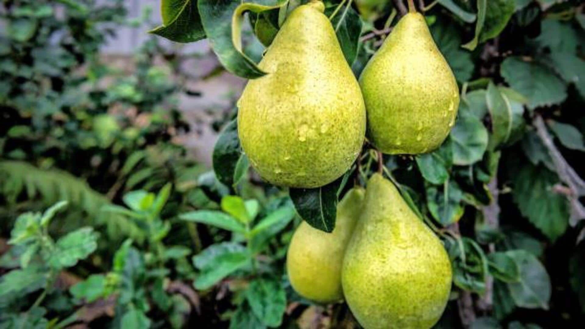 Surprising health benefits of wild pear