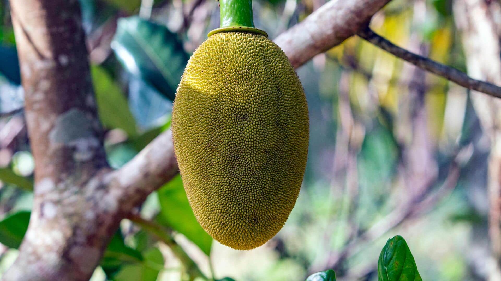 5 creative ways to cook with raw jackfruit