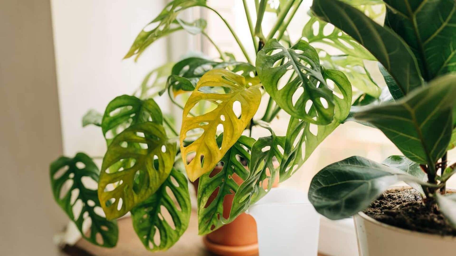 How to fix faded leaf color in houseplants