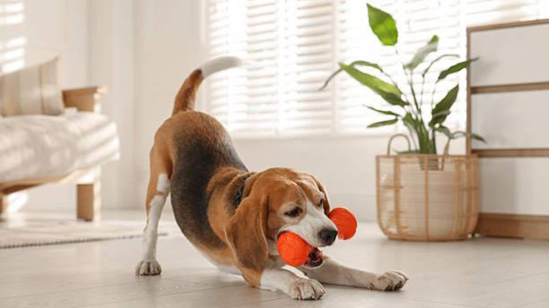 Is your pet bored? Try these AI-powered toys 