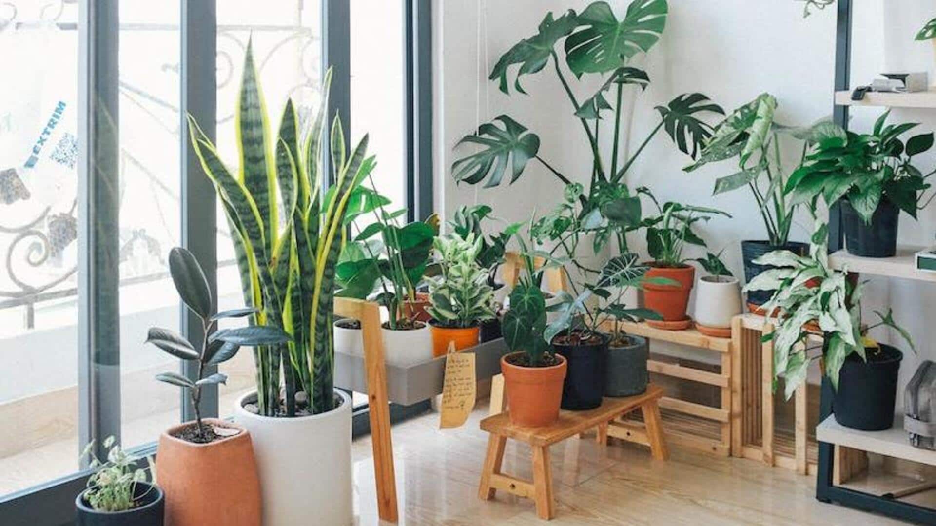 Elevate your living areas with these indoor tree plants