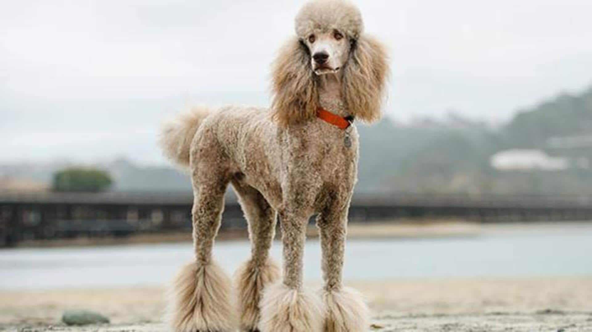 Got a Poodle? Check out its tail grooming tips