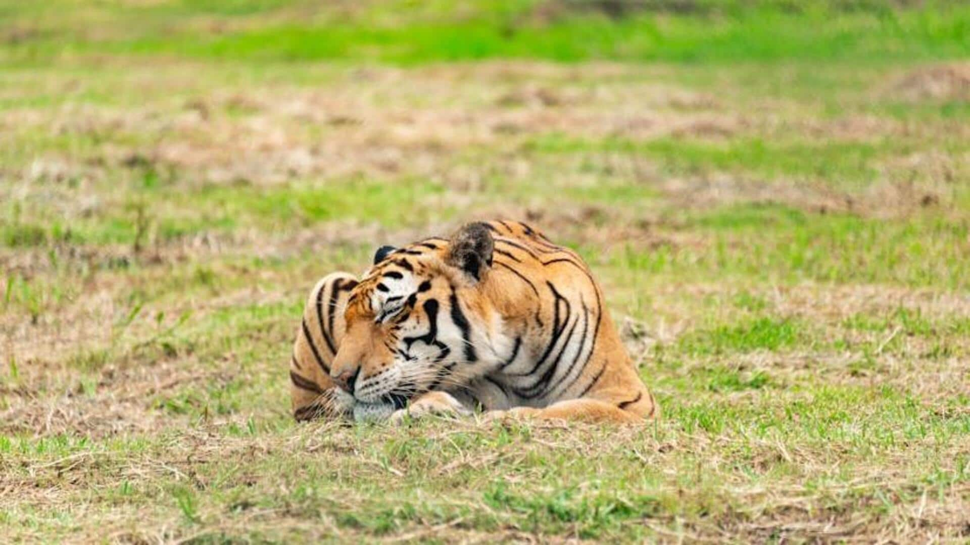 Sundarbans: Home of the majestic Royal Bengal Tiger, Bangladesh