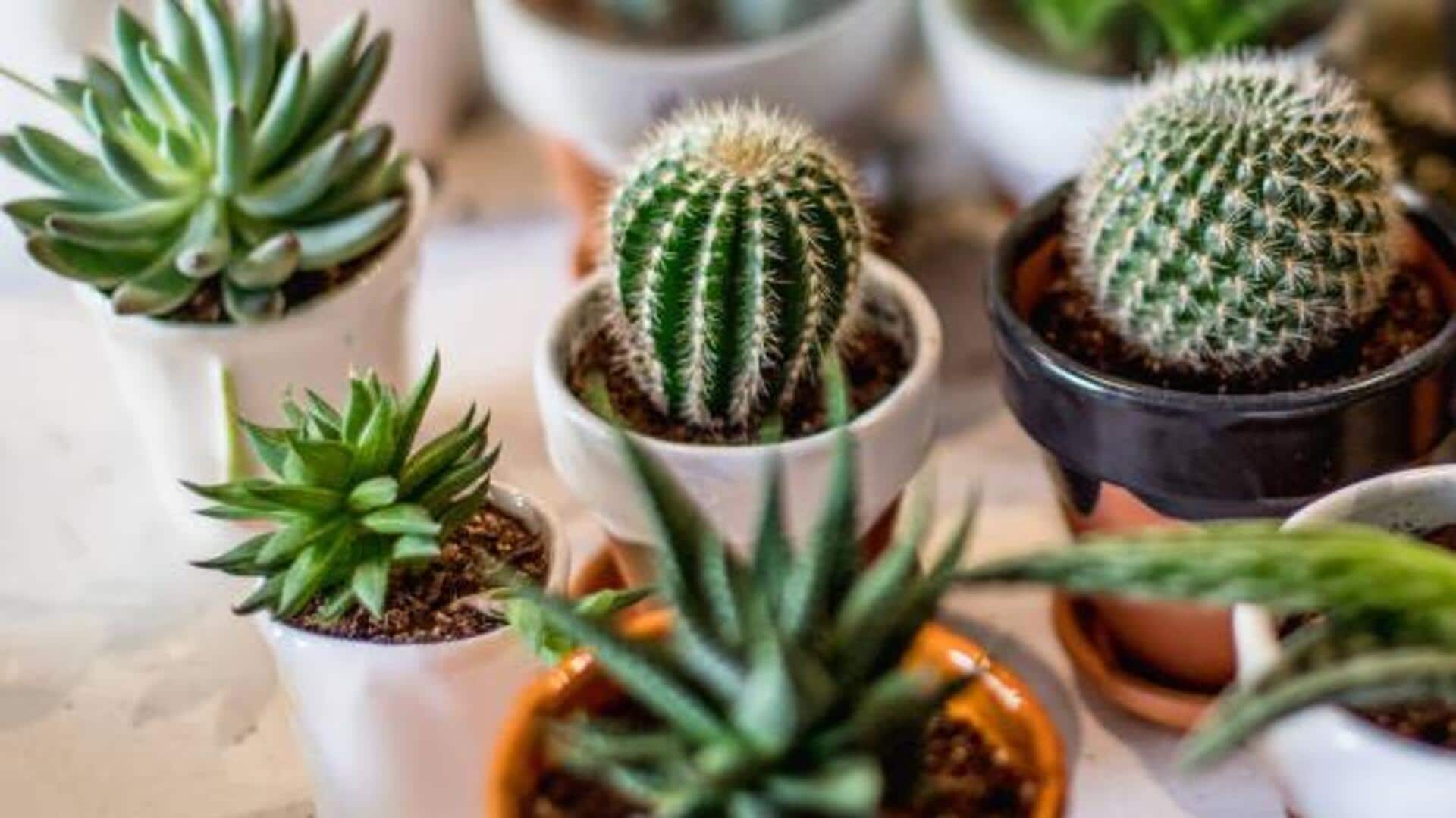 How to keep your succulents healthy