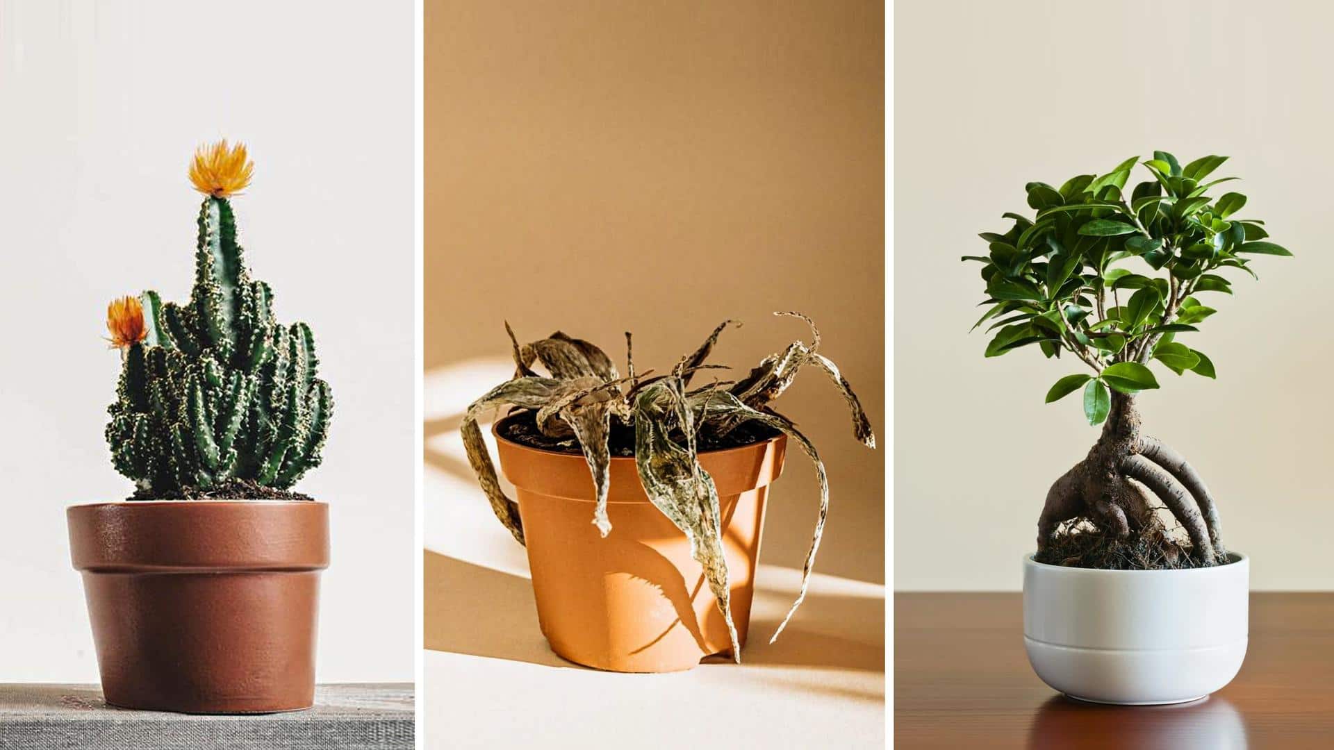 Never keep these Vastu 'unfriendly' plants at home