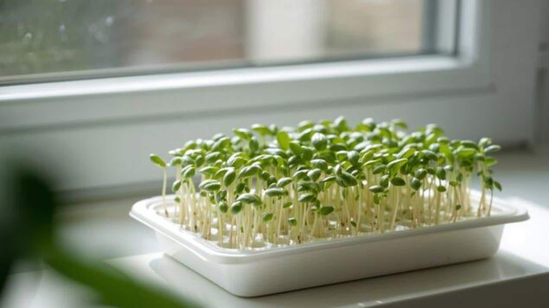 How to grow basil microgreens at home