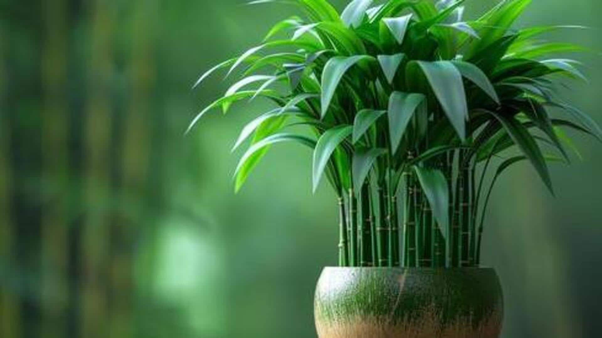 How to care for bamboo plants  