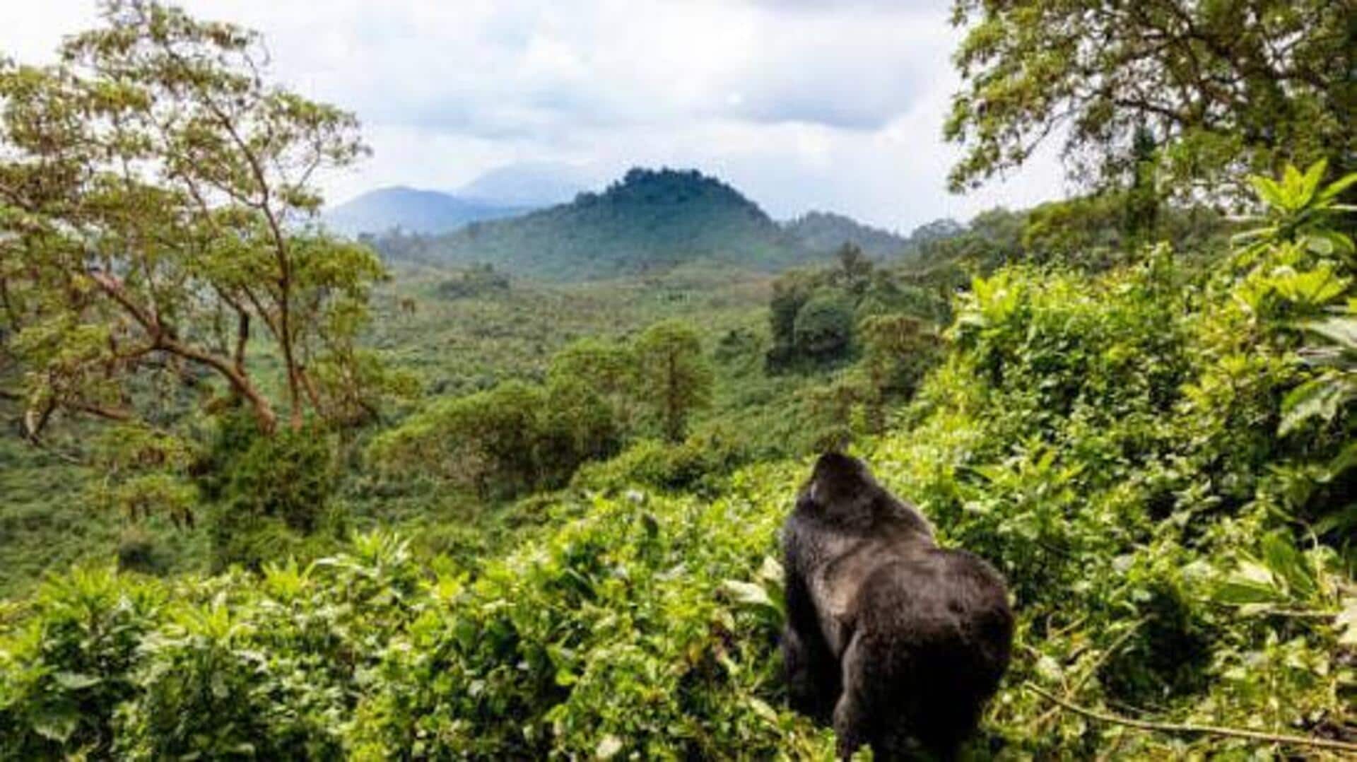 Gorilla trekking is the wildlife adventure of a lifetime! 