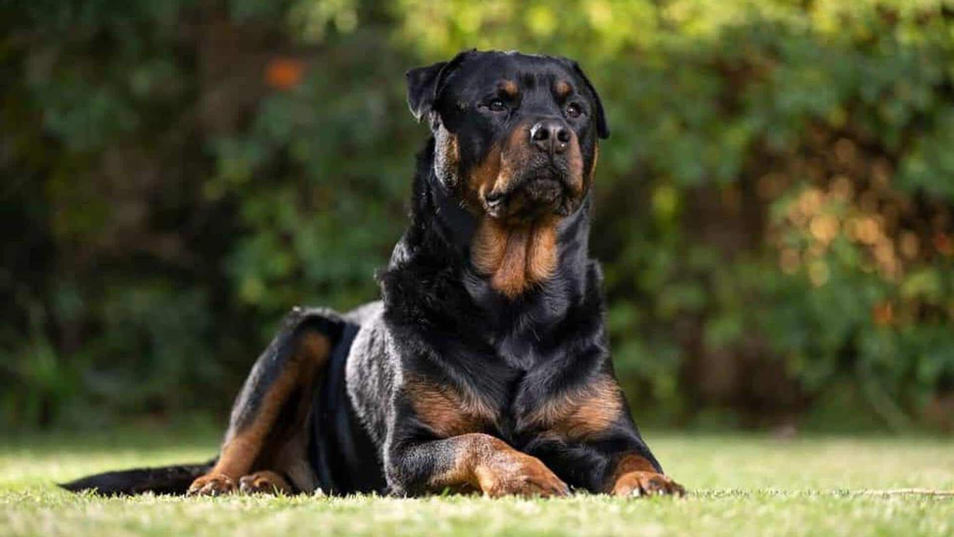 Rottweiler dog food clearance chart in hindi