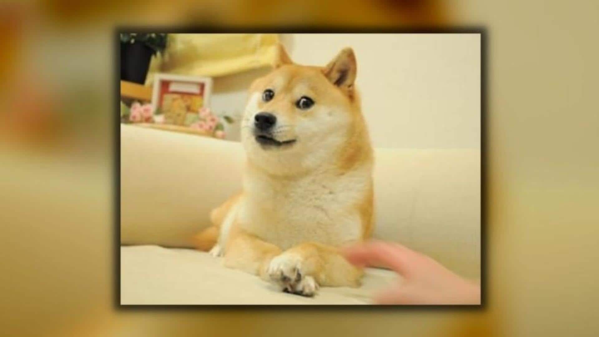 Kabosu, viral Shiba Inu behind 'Doge' memes dies at 18
