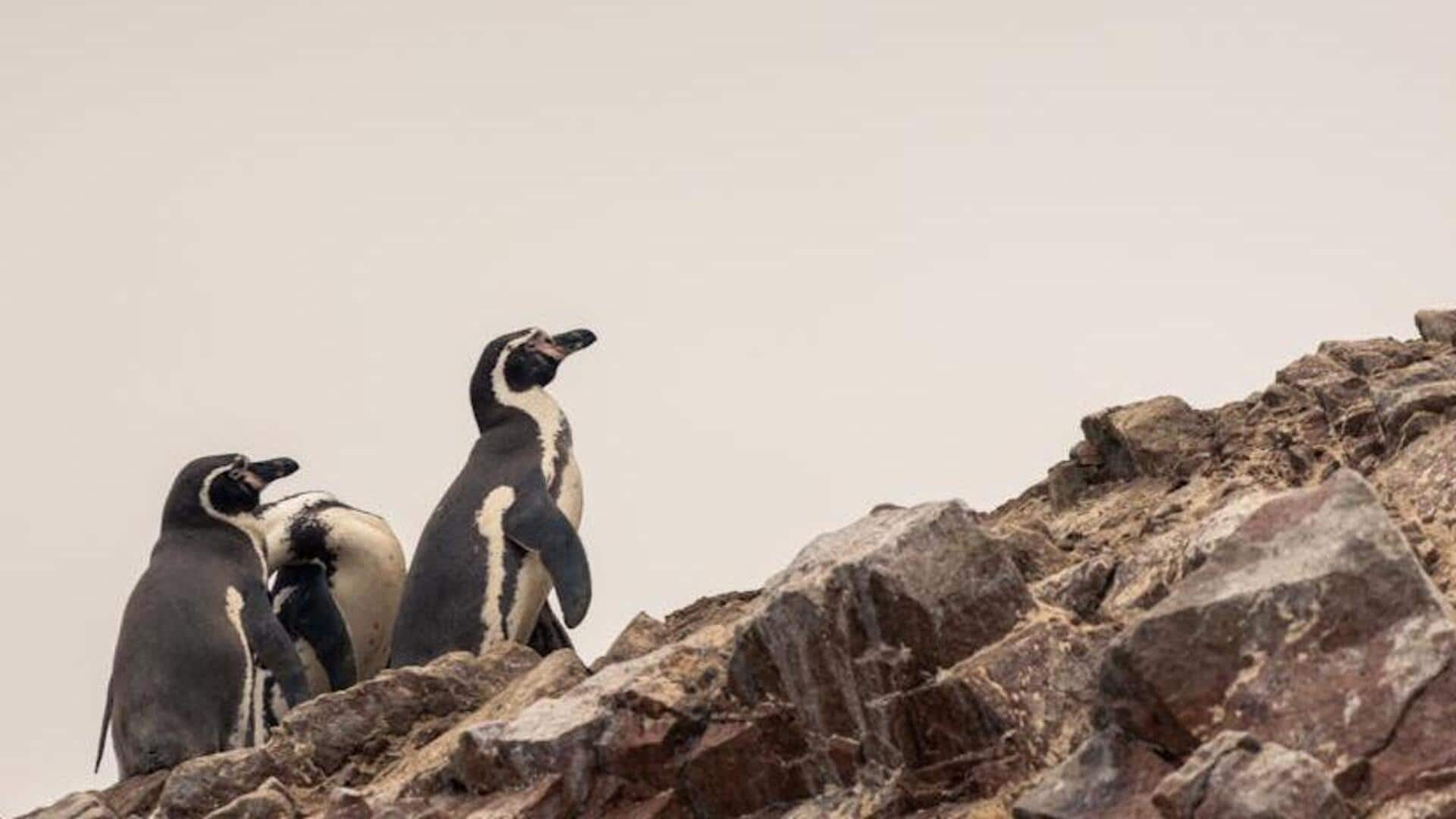 Marvel at Magdalena Island's penguin colony, Chile