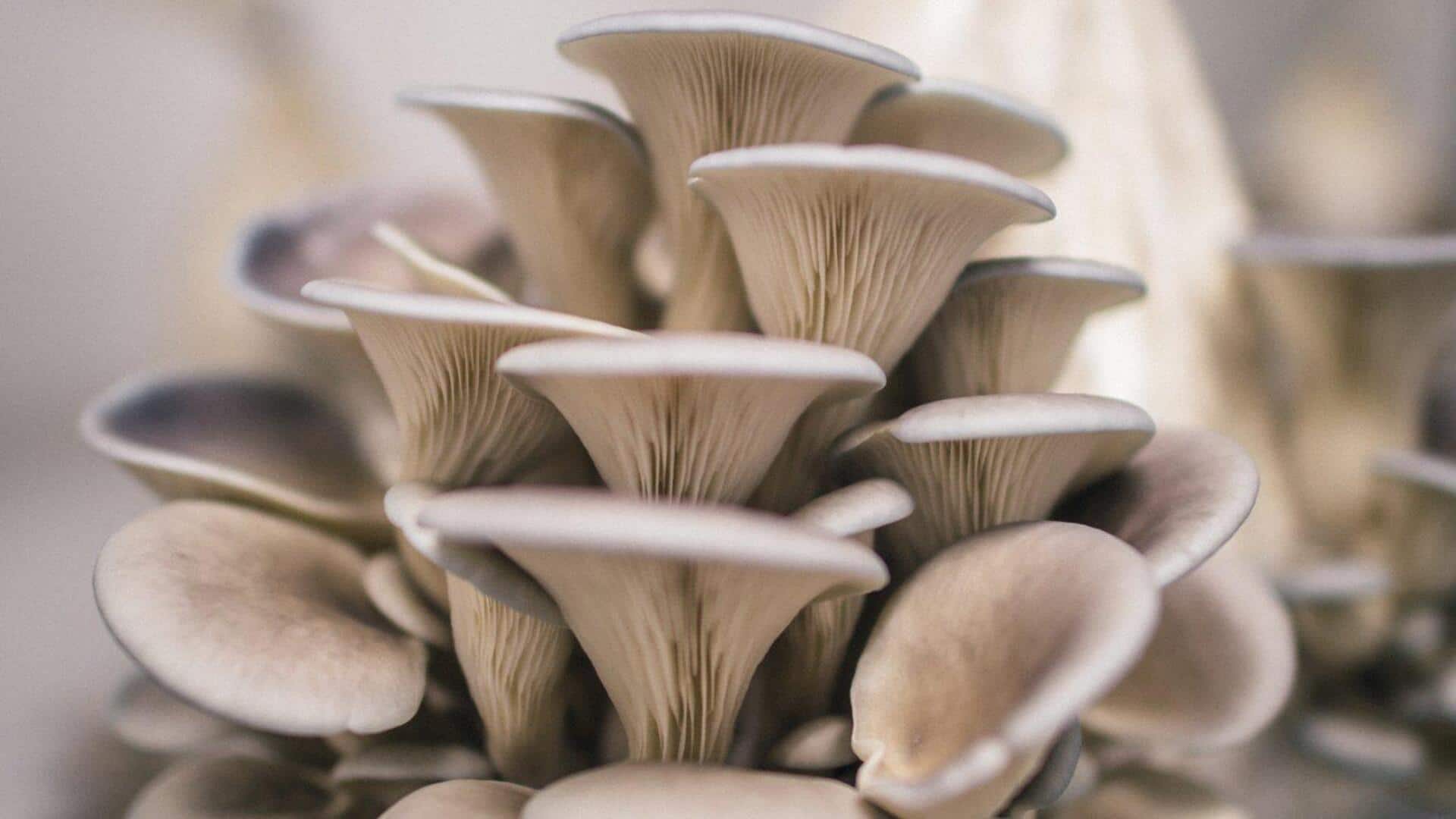 How to grow oyster mushrooms indoors without sunlight