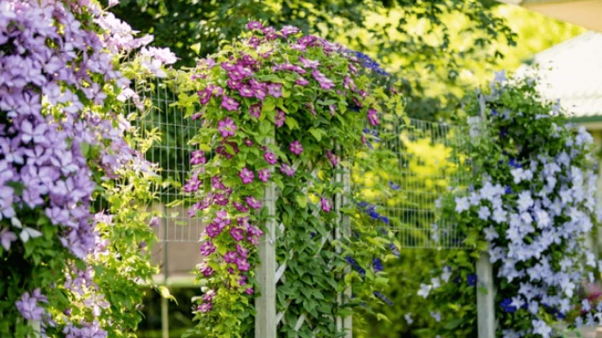 Tips to take care of your clematis vines at home