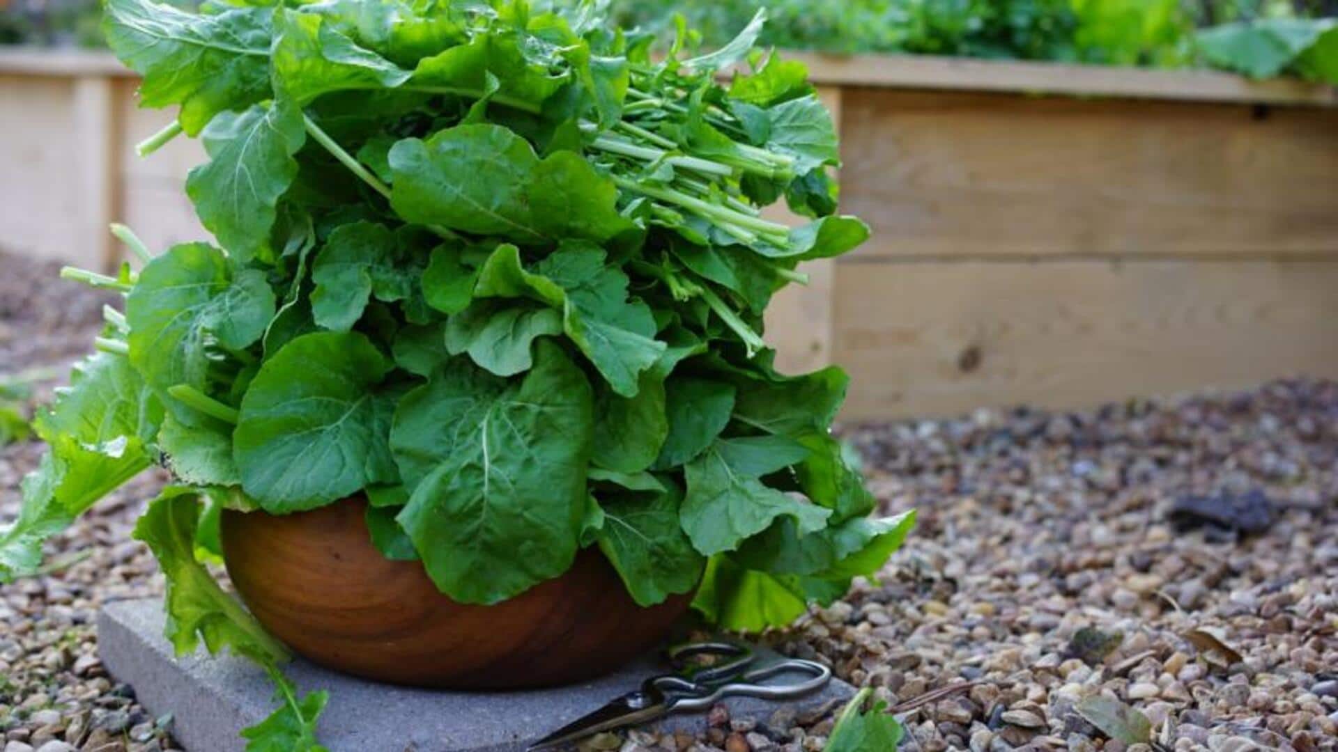 How to grow arugula at home How to grow arugula at home