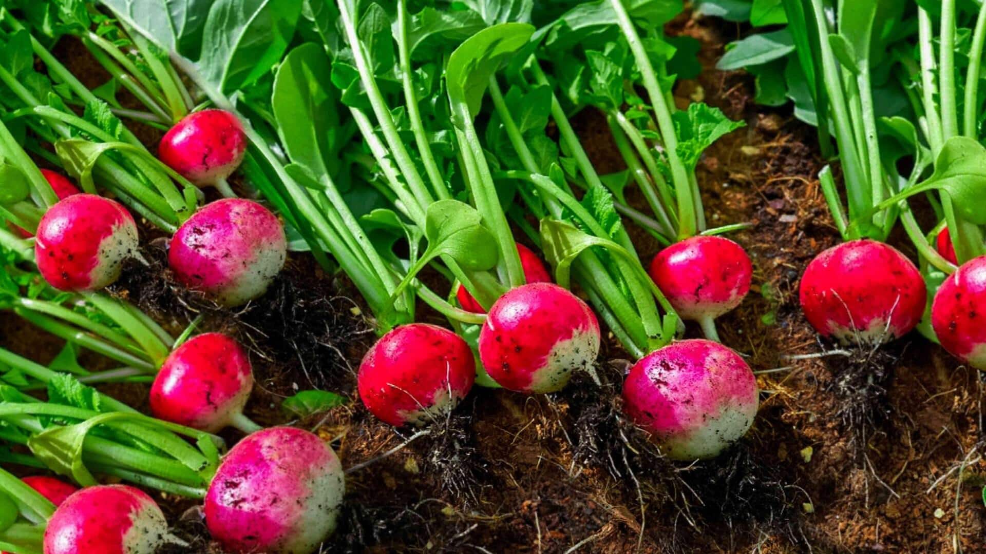 How to grow radish at home