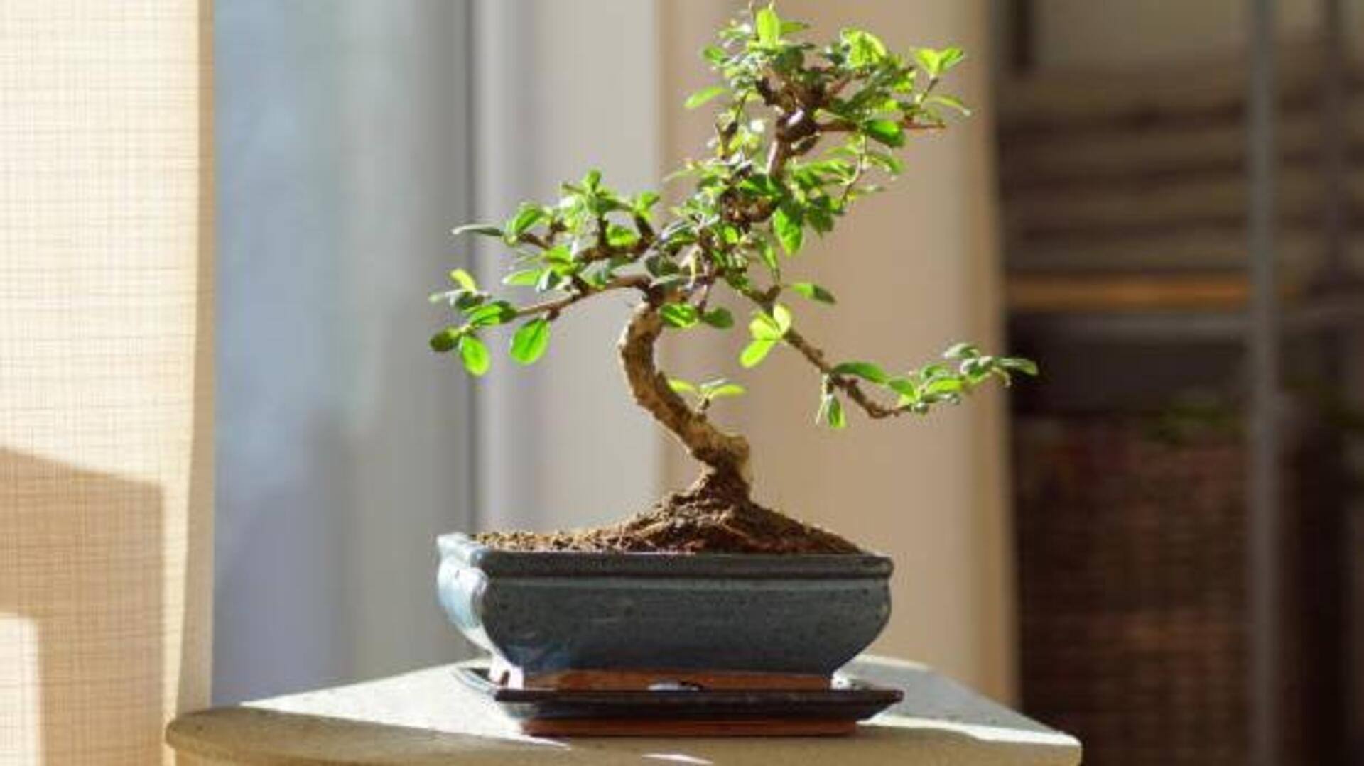 How to fertilize your indoor bonsai plants