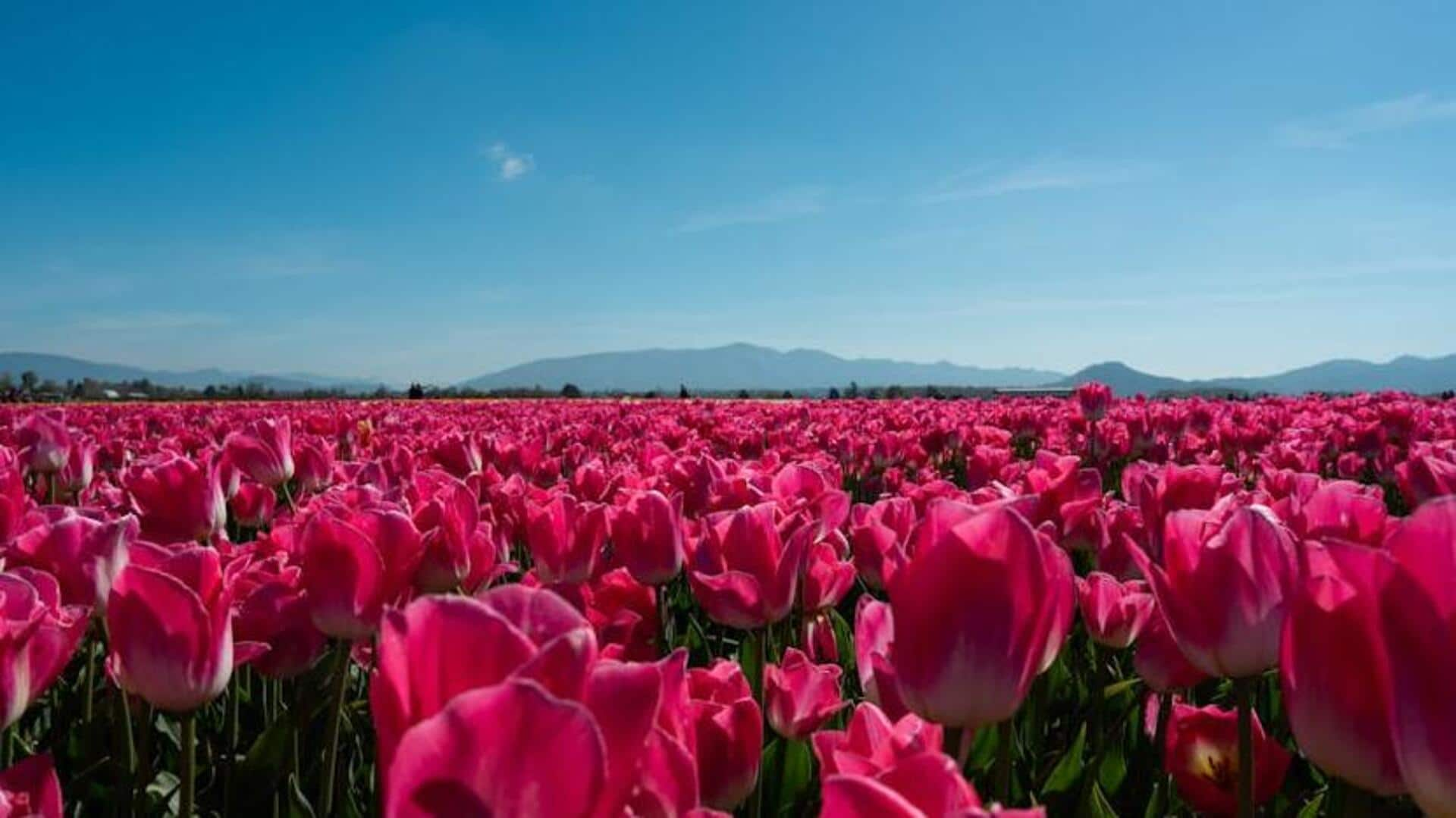 Experience Skagit Valley's tulip extravaganza, Washington