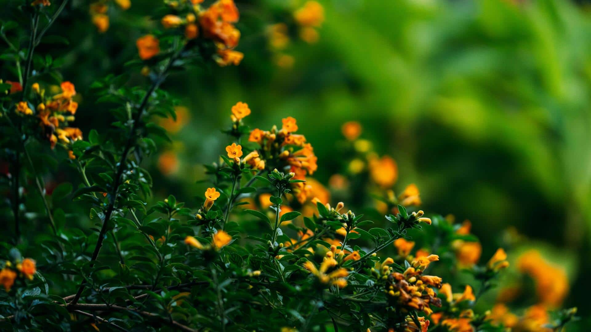 Zucchini blossoms: The hidden gem of vegetarian cooking Zucchini blossoms: The hidden gem of vegetarian cooking