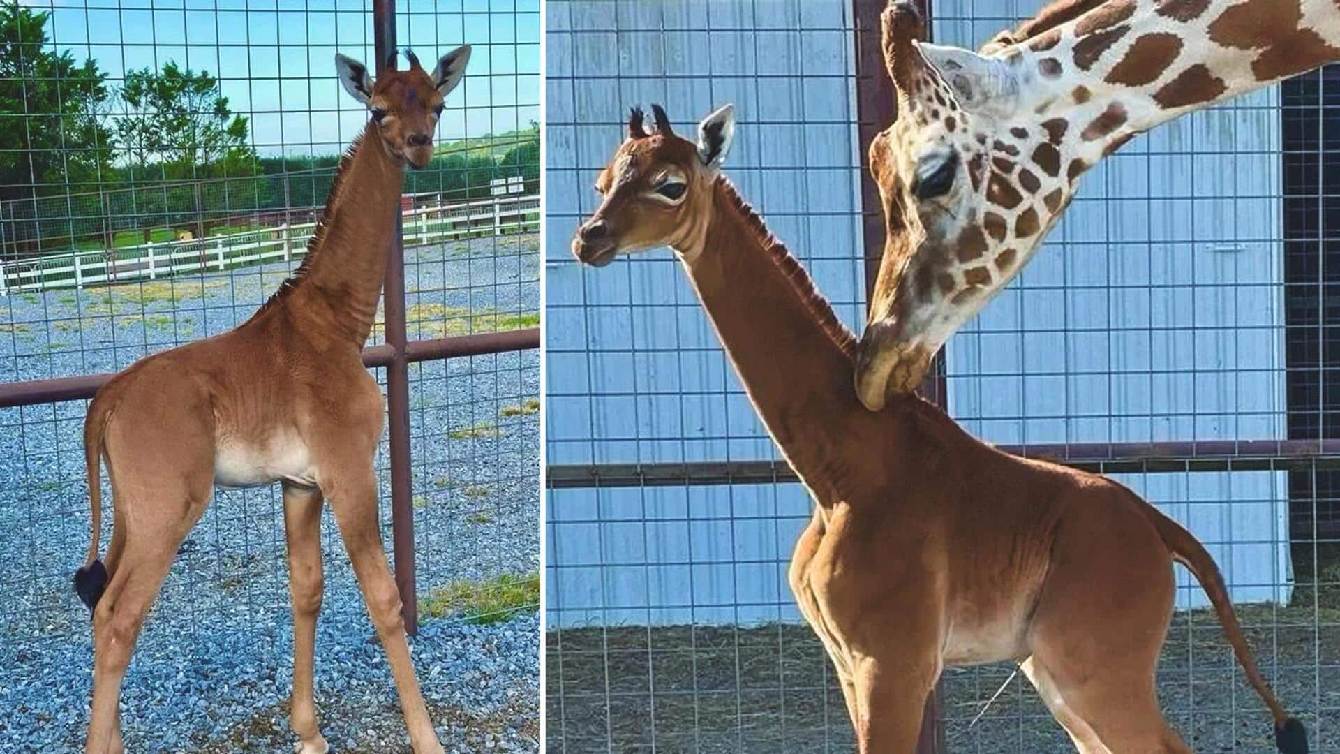 US: Tennessee zoo welcomes the world's only spotless giraffe