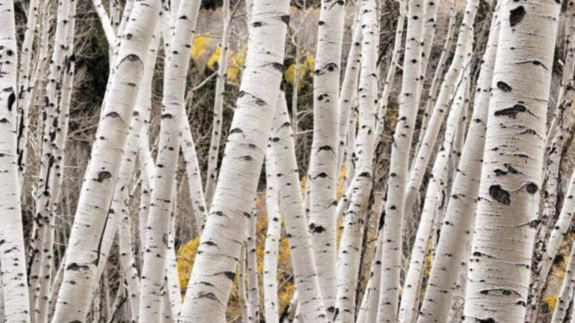 Reviving skin radiance with white aspen bark bliss