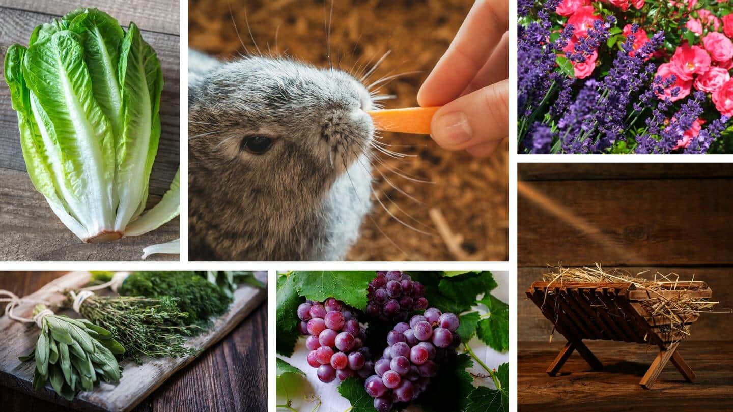 Rabbit diet: Feed your bunny these wholesome foods