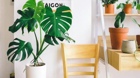 Creative tips to decorate your indoor oasis