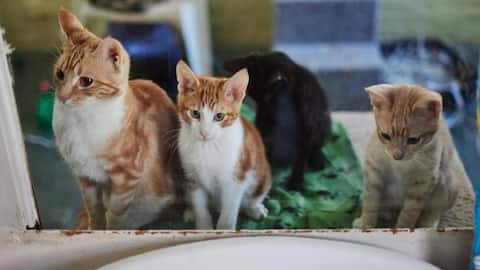 Couple with 159 cats in overcrowded apartment convicted for negligence