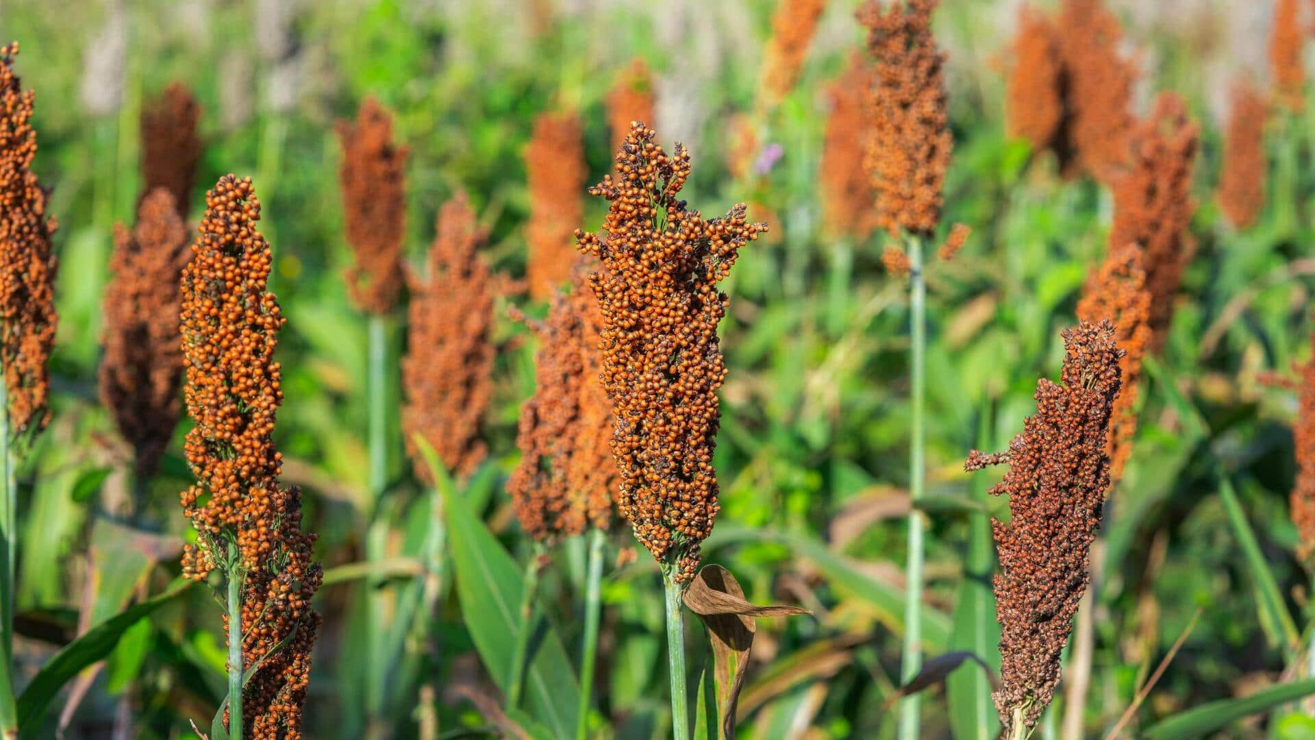 Elevating glow with sorghum bicolor radiance