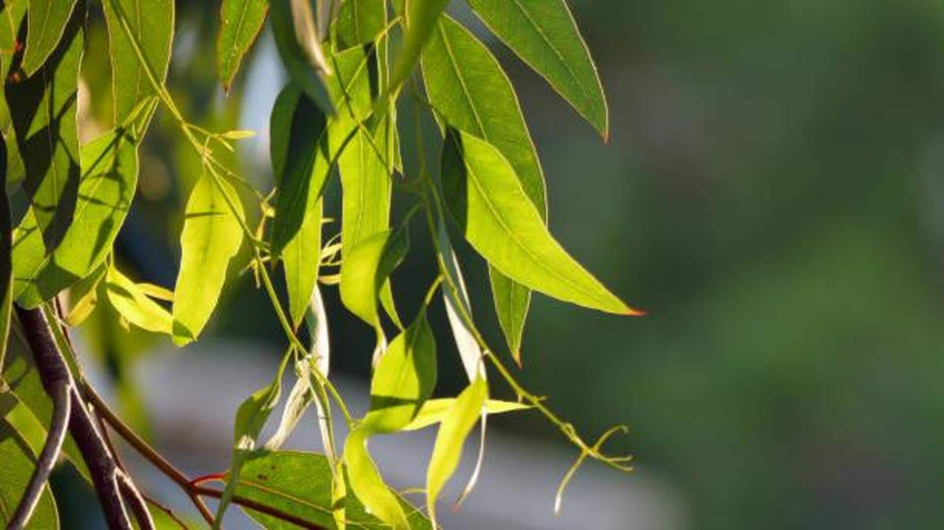 Soothing aromatics: Cooking with eucalyptus leaves