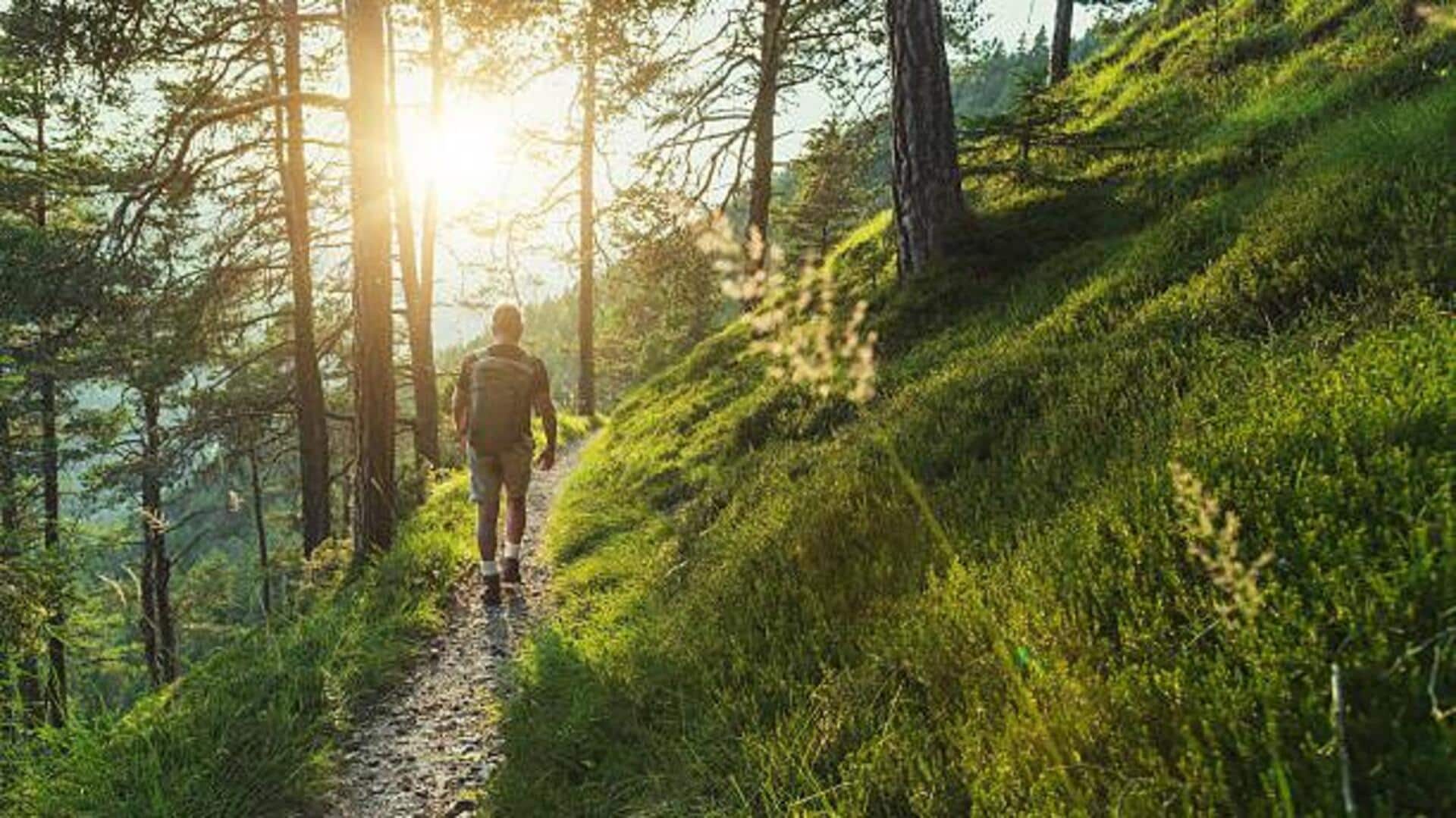 Trekking through ancient forests: A must-try adventure Trekking through ancient forests: A must-try adventure